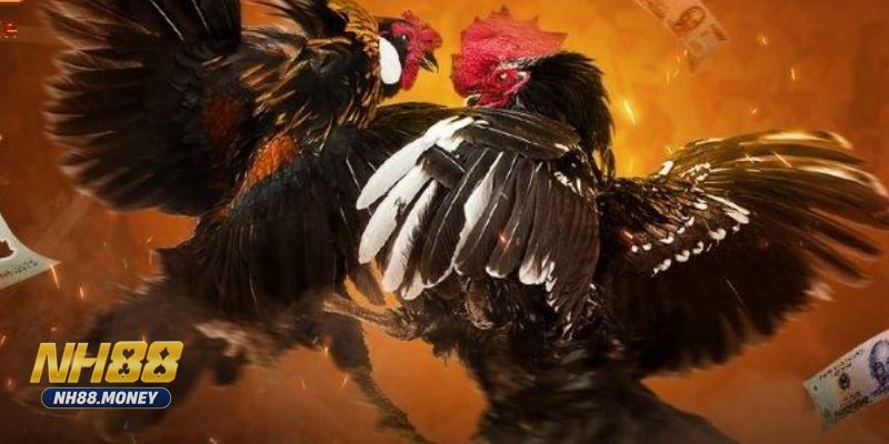 Đá gà Campuchia - Đá gà Campuchia tại NH88 là gì, có gì nổi bật Đá gà Campuchia - Đá gà Campuchia tại NH88 là gì, có gì nổi bật