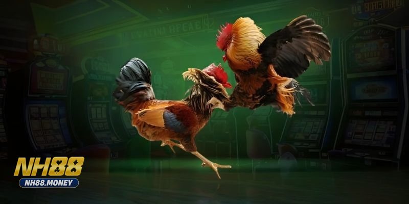 Đá gà Campuchia - Đá gà Campuchia: quy trình tham gia tại NH88 Đá gà Campuchia - Đá gà Campuchia: quy trình tham gia tại NH88