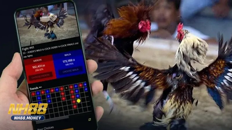 Đá gà Philippines - Bối cảnh và bản sắc Đá gà Philippines - Bối cảnh và bản sắc