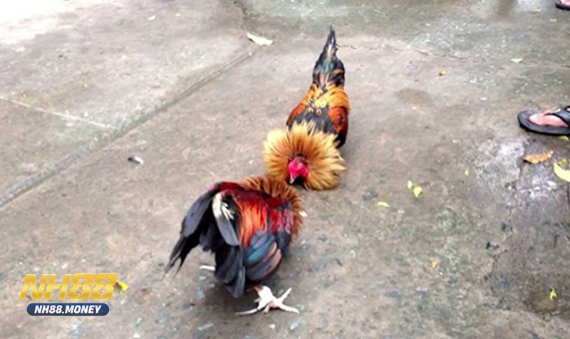 Đá gà Philippines - Các loại kèo phổ biến Đá gà Philippines - Các loại kèo phổ biến