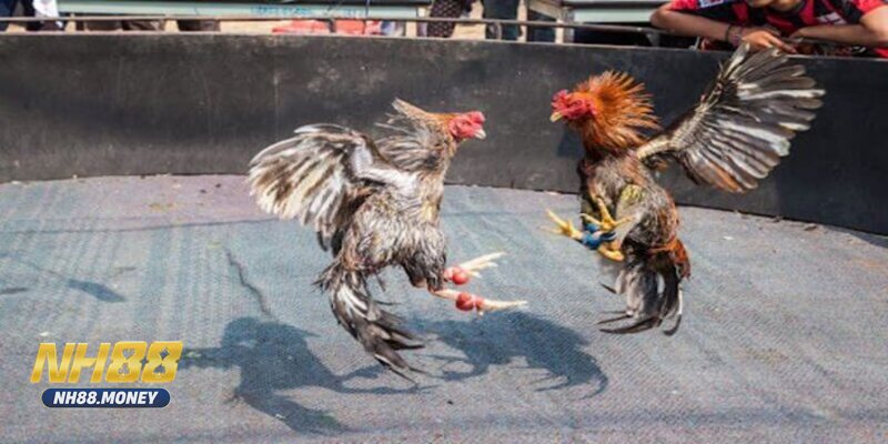 Đá gà NH88 - Chất lượng truyền dẫn ổn định, hạn chế giật lag Đá gà NH88 - Chất lượng truyền dẫn ổn định, hạn chế giật lag